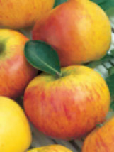 Cox’s Orange Pippin Apple grafted 5x5x12 inches pot size - £90.16 GBP