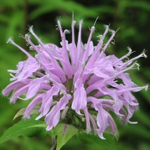 New Fresh USA Seller Monarda Fistulosa Wild Bergamot 50 Seeds - $12.24