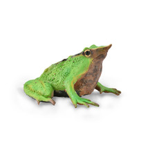 CollectA Darwin&#39;s Frog Figure (Medium) - £17.71 GBP