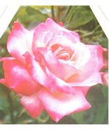 KORDES PERFECTA Everblooming Hybrid Tea Rose 2 Gal Live Bush Plants Plan... - $43.60