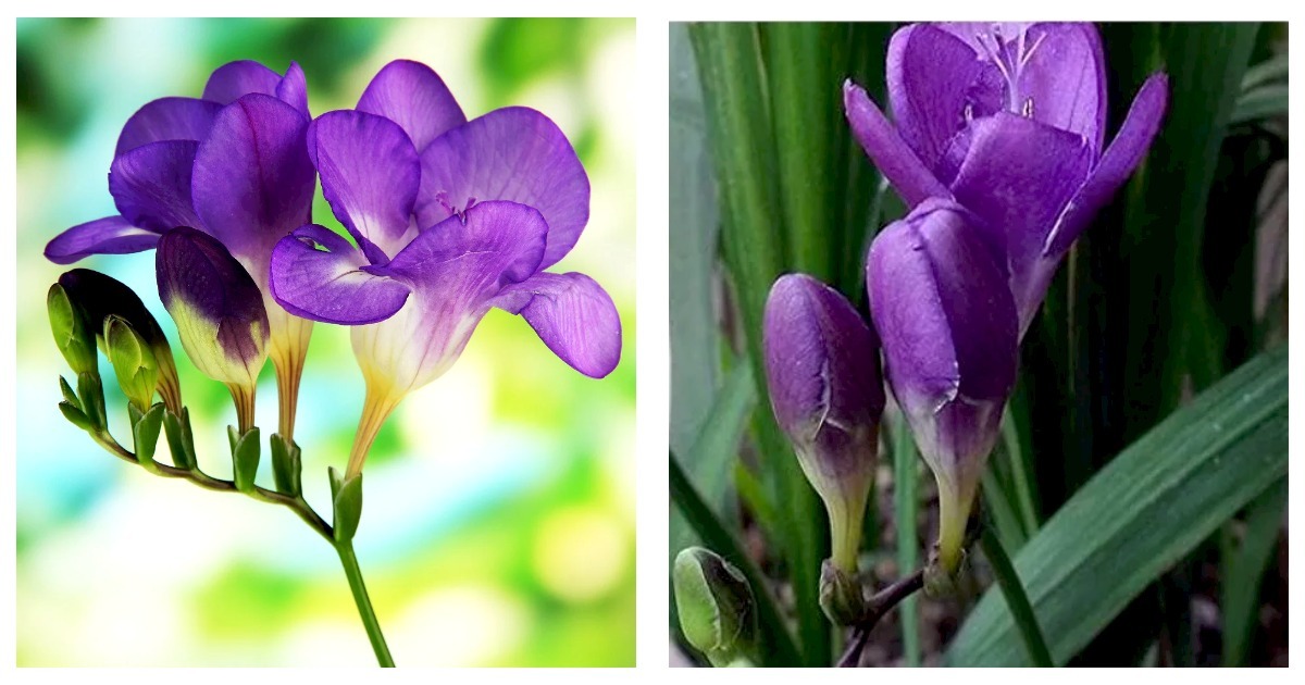 Primary image for Freesia Flower Seeds - Purple Flowers 60 Seeds