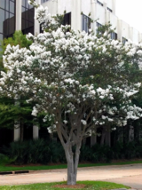 2 LIVE PLANTS CREPE MYRTLE TREES SNOW WHITE FLOWERING CRAPE BUSH SHRUB S... - $46.00