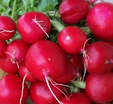 Champion Radish Seeds 200 Cool Weather Vegetable Non Gmo Home Garden - £4.54 GBP