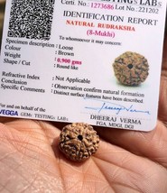 8 Mukhi Rudraksha Certificati In Laboratorio, 8 Face Rudraksham 1 Pezzo,... - £11.75 GBP