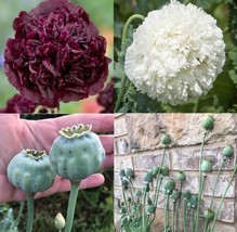 500 seeds Poppy TUXEDO Mix Black &amp; White Double Peony Blooms Huge Pods NonGMO - £9.42 GBP