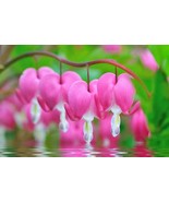 Amore Pink Bleeding Heart Seeds 10 Per Pack Grown And Ped - €12,09 EUR