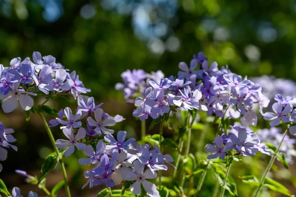 KingStore 100 Chattahoochee Phlox For Garden Planting Seeds - £9.40 GBP