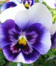 100 seeds Mexican Pansy Flores Wavy Viola Tricolor Flower  - £14.30 GBP