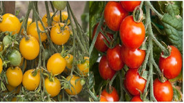 New Fresh 50 Seeds Red Yellow Mixed Tomato Tomatoes Juicy Vegetable Garden - $7.00