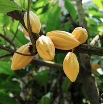 Theobroma cacao Forastero Chocolate Live fruit tree 24”-36” - £59.70 GBP