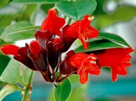15PCs-lipstick  Flower Seeds High Germation - $2.88