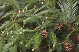 Coast Redwood Sequoia sempervirens  20 Seeds GTL09 - £25.44 GBP