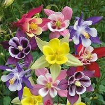 Fresh 50 Giants Mix Columbine Seeds Flower Flowers Seed Bloom 137 US Seller - £7.87 GBP