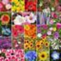 500+ Seeds! Wildflower Mix ALL ANNUAL Bright Flowers Attract Pollinators... - $12.00