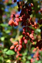 50 Seeds Goji Berry Lycium chinense Heirloom NON-GMO Fresh Seeds - $5.18
