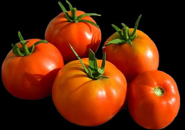 Chibikko Micro Dwarf Tomato 12 Seeds Gardening Fresh USA SELLER - $15.00