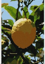 Pepita Needlepoint Canvas: Ethrog, 7&quot; x 10&quot; - £39.82 GBP+
