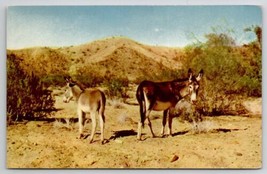 The Burro Adorable Animals of Pioneers And Prospectors In Desert Postcar... - £5.94 GBP