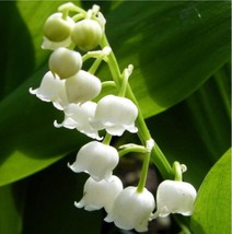 10Seeds White Lily Of The Valley Convallaria Great For Shade Gardening USA SELLE - $10.40