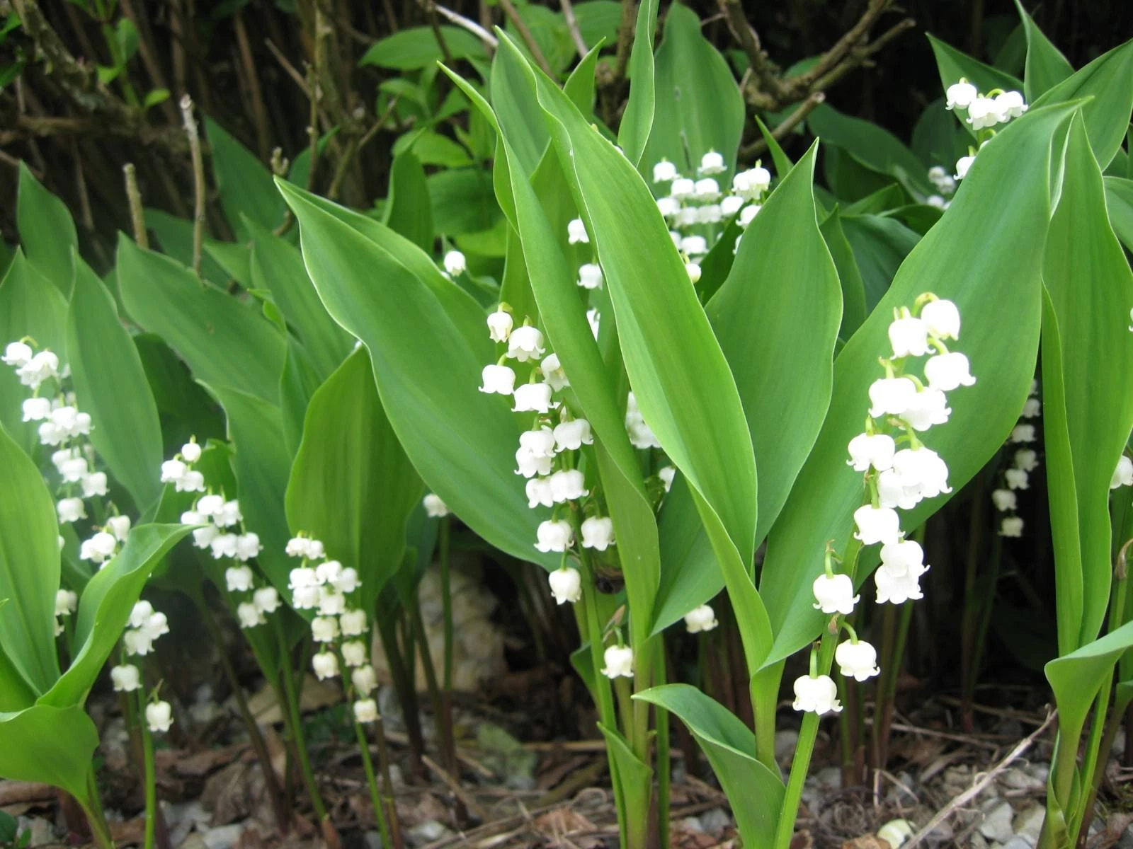 Lily of the Valley 5 roots May Lily May Bells (Convallaria majalis) - $28.45