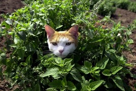 500+ Catnip Seed, Heirloom Non-Gm,, A Favorite Of Your Furry Friends From US - £7.28 GBP