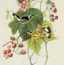 Magnolia Warbler Bird 1946 Color Plate Print John James Audubon Nature D... - $15.00