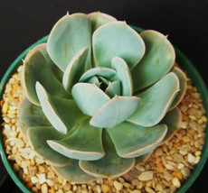 Echeveria Derenbergensis rare succulent hen and chick aloe plant seed  100 SEEDS - $16.99