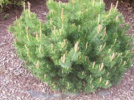 VP Mugo Pine Dwarf Evergreen Pinus Pumilio Shrub 25 Seeds - £3.77 GBP