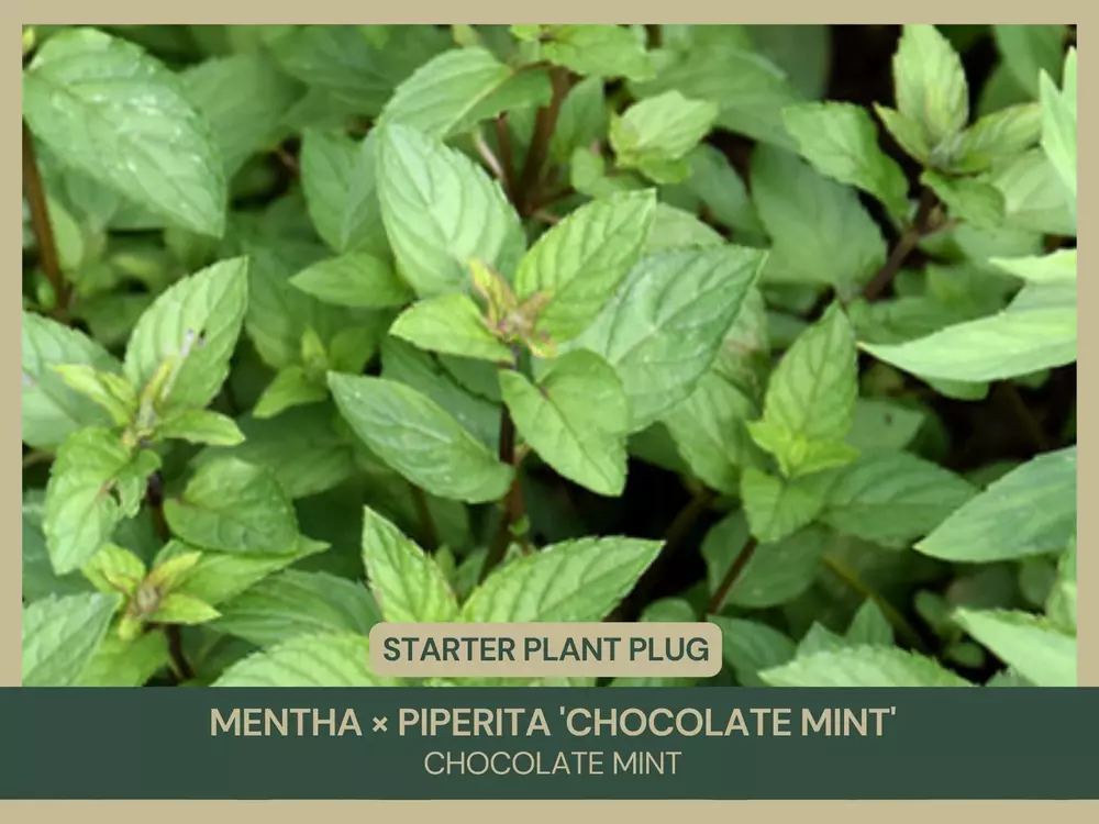 3 Starter Plant Plug Chocolate Mint Mentha × piperita &#39;Chocolate Mint&#39; - £27.24 GBP