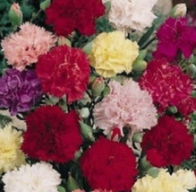 50 Pc Seeds Carnation Chabaud Mix Flower Plant, Carnation Seeds for Planting |RK - £14.87 GBP