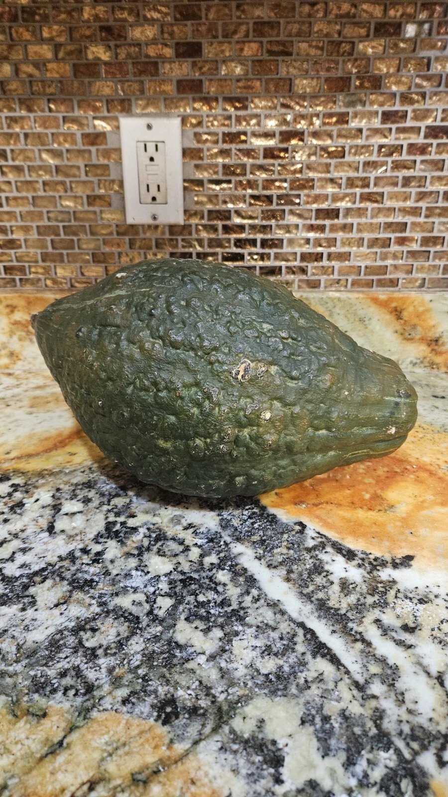 Green Chicago Warted Hubbard Squash Pumpkin Seeds (10) / Organic / RARE - $7.94