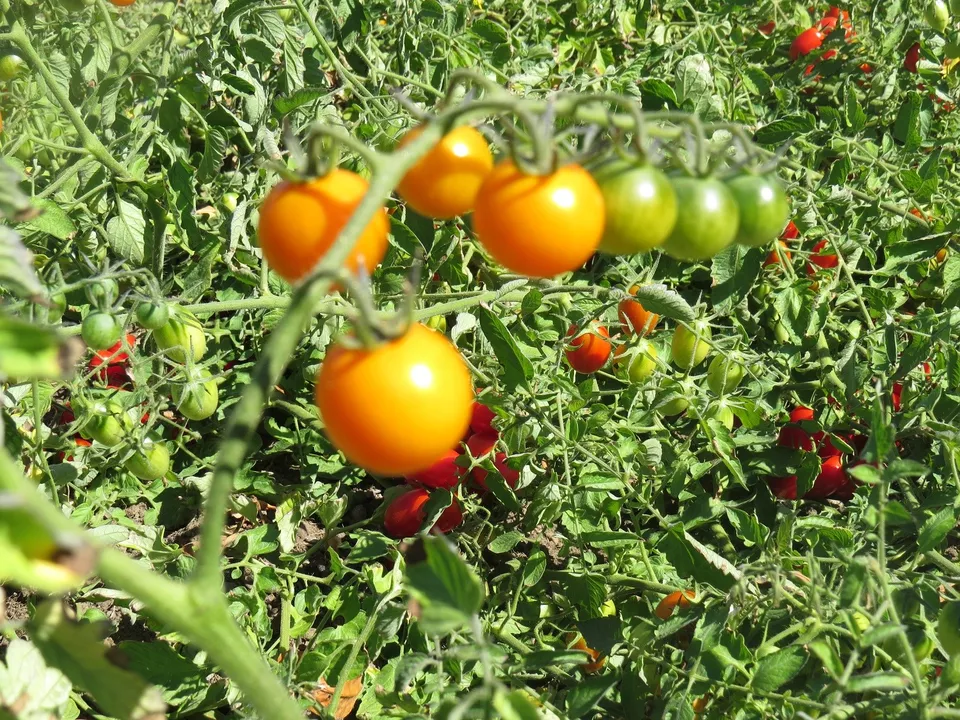 25 Tomato Seeds Sunsugar Seeds Sun Sugar Tomato - £11.71 GBP