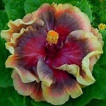 20 Purple and Maroon Hibiscus Seeds Flowers Perennial - £7.86 GBP