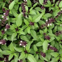 Ocimum Bascilicum Purple Stem Basil 10 Seeds Garden - £14.35 GBP