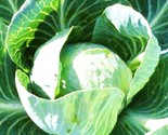 500 All Seasons Cabbage   Non Gmo Heirloom And Vegetable Fresh 500 Seeds... - $8.99