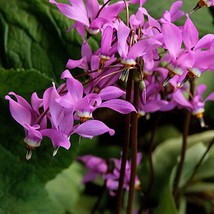 25 Midland Shooting Star Flamingo Flower Birds Bills Prairie Pointer Dodecatheon - $14.90