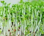 1 Oz Calabrese Sprouting Broccoli Seeds Organic Vegetable Garden Container - $16.00