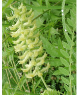 VT Vetch Canadian Milk Light Yellow Blossoms 115 Seeds Groco* Fast Ship - $9.39