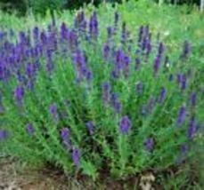 500+ Hyssop Seeds  Common Herb HEIRLOOM PERENNIAL NON-GMO US SELLER  - $8.64