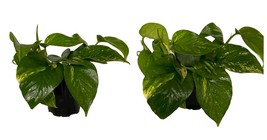 Live Plant - Hawaiian Devil&#39;s Ivy - Pothos - 4&quot; Pot - Easy to Grow House... - £41.49 GBP