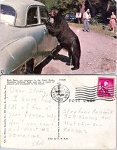 Tennessee Gatlinburg Smoky Mountains Black Bear on Car Posted 1959 VTG Postcard - £7.40 GBP