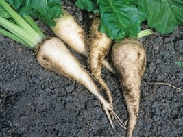 Sugar Beet Seeds 250 Or 1000 Seeds Garden USA Seeds - £5.98 GBP