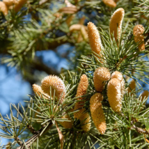 Cedrus deodara - 10 Seeds - £7.31 GBP