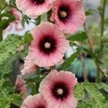 USA SELLER 30 Apricot Hollyhock Alcea Rosea Perennial Flower Seeds - £15.44 GBP