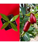 Savanna Cherry Eugenia Calycina Dark Red Fruit Tropical Tree Plant RARE - £17.39 GBP