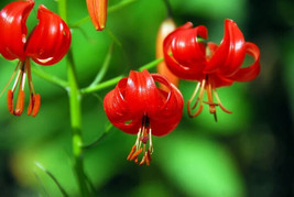 10 Coral Lily Siberian Turk&#39;S Cap Lilium Pumilum Coral Red Fragrant Flower Seeds - £15.42 GBP