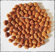 3 TRE PERLINE SCIOLTE MUKHI FACE RUDRAKSH RUDRAKSHA 50 PEZZI - $18.98