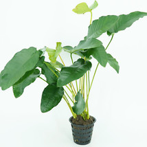 SEPTH Anubias Barteri Var Barteri Mother Pot Live Aquatic Plants Background Fish - $35.45