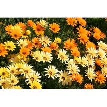 African Daisy Flowers Seeds #STH08 - $18.17