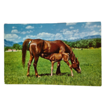 Postcard Dinnertime Foal Horse Feeding Mother Mare Horse Chrome Unposted - $4.84